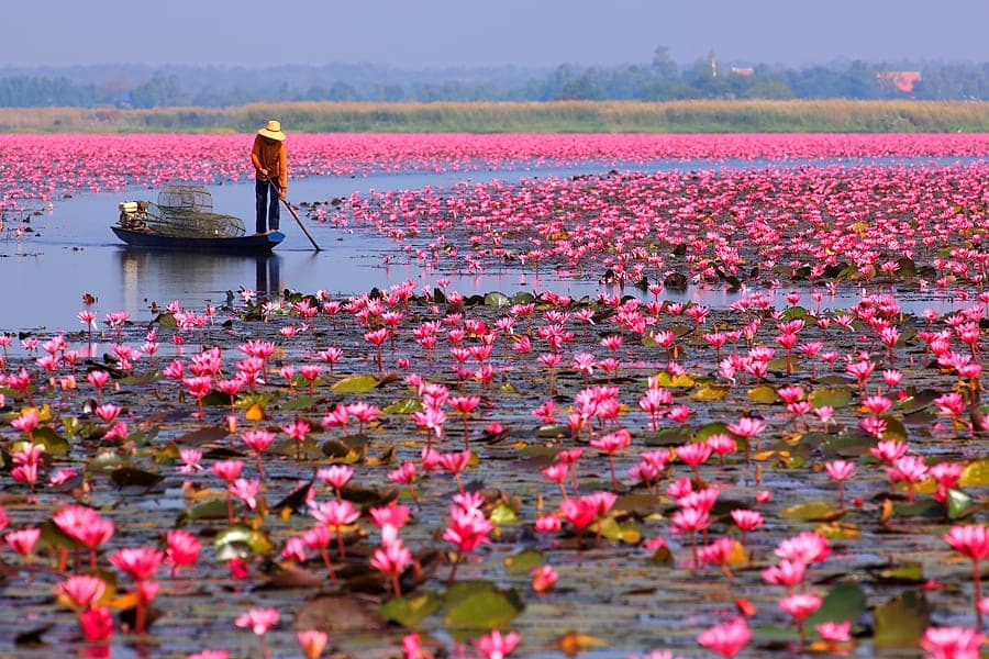 ทะเลบัวแดงหนองหานกุมภวาปี