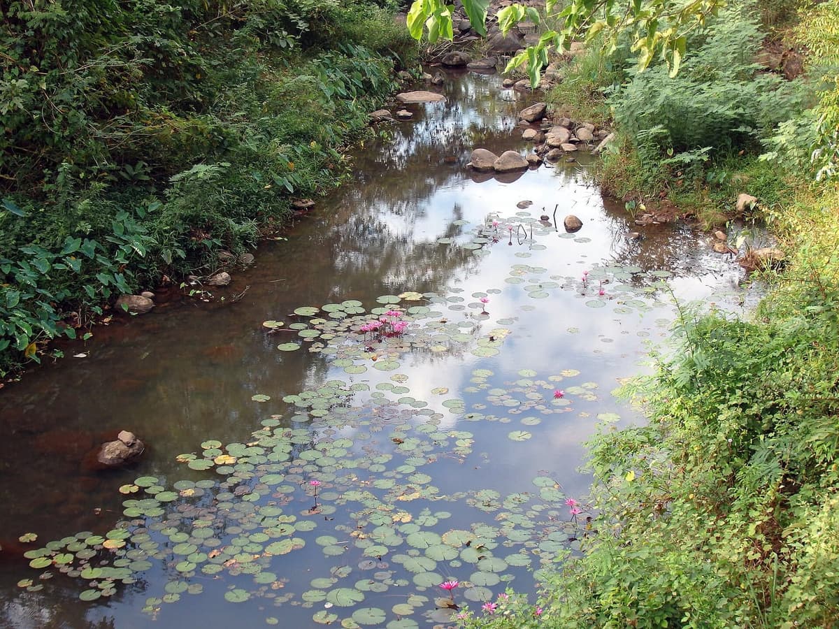 ลำธารในป่าเขาใหญ่ที่มีบัวขึ้นเต็มผิวน้ำ