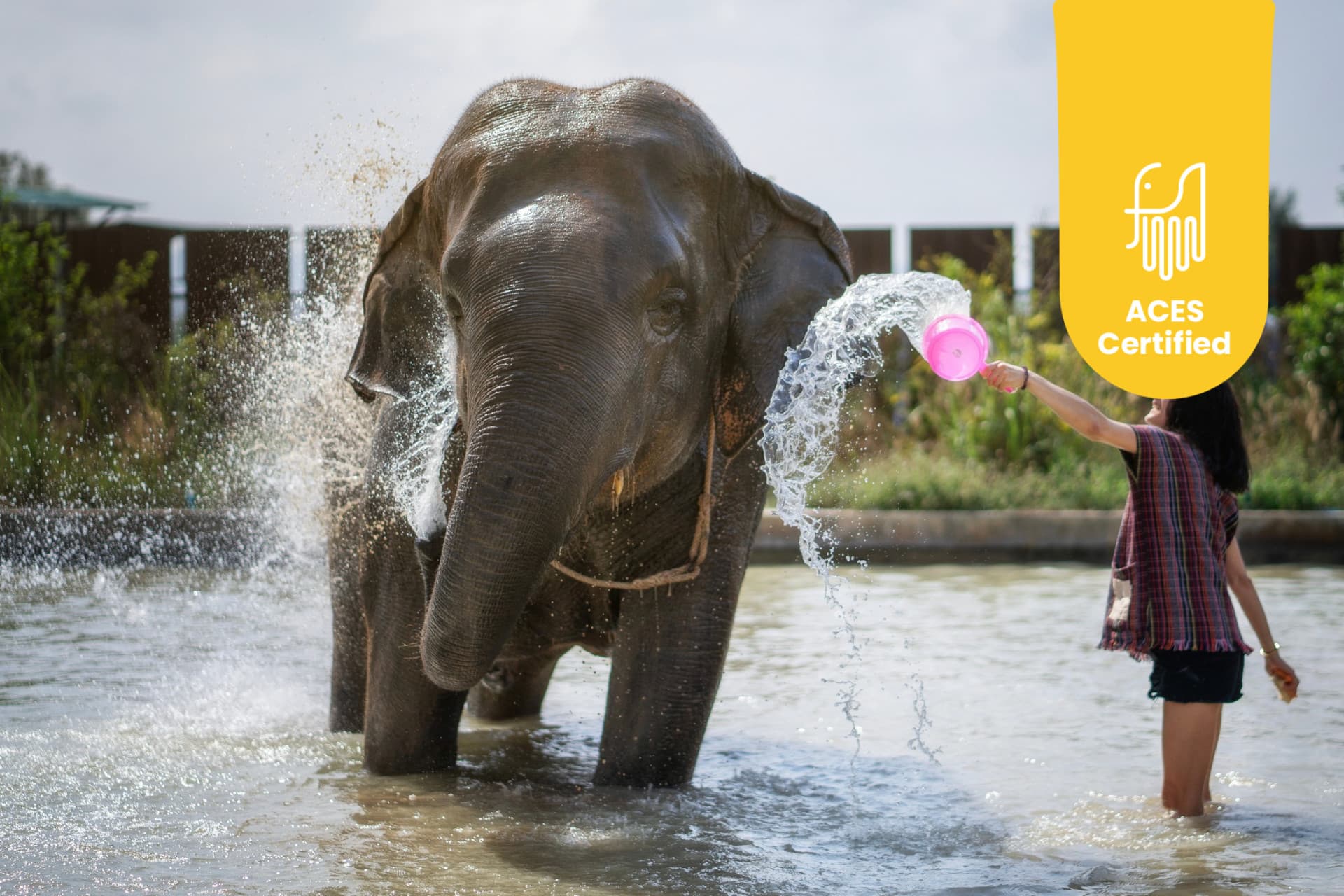 ปางช้าง Elephant Jungle Sanctuary พัทยา