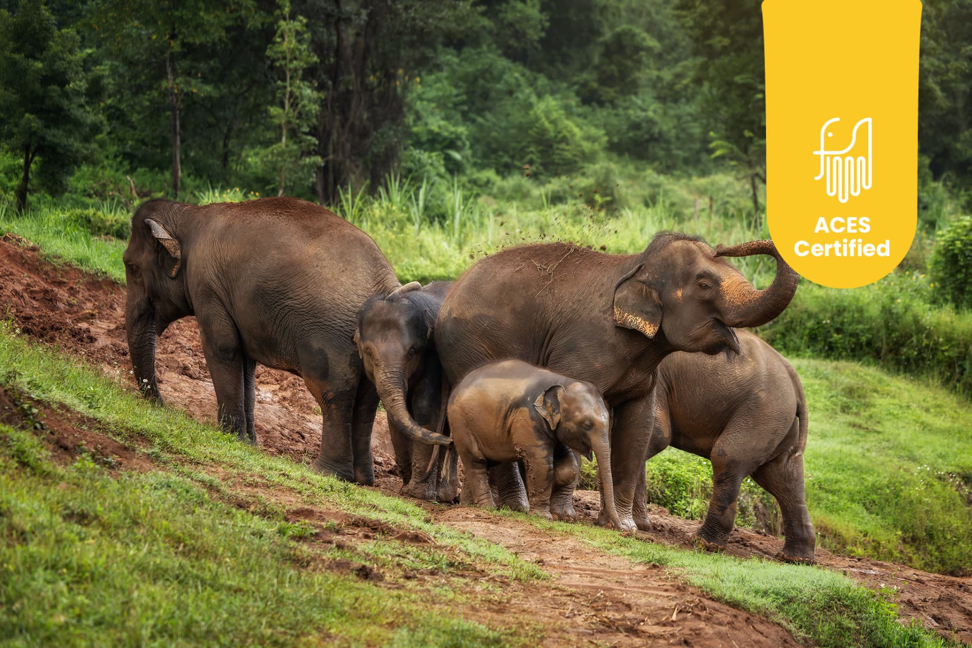 Elephant Jungle Sanctuary เชียงใหม่